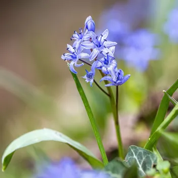 Sazenice Ladoňka dvoulistá modrá - Scilla bifolia blue - cibule ladoňky - 3 ks