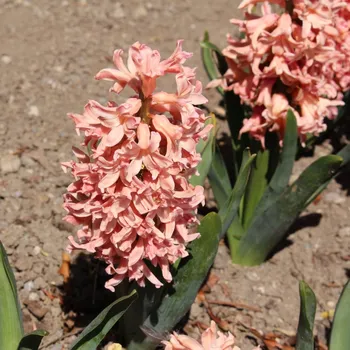 Semeno Hyacint Apricot Passion - Hyacinthus - cibule hyacintu - 1&nbsp;ks