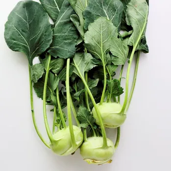 Semeno BIO Kedluben Noriko - Brassica oleracea convar. gongylodes - bio semena kedlubnu - 80 ks