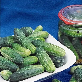 Semeno Okurka Tellus F1 - Cucumis sativus - semena okurky - 4 ks