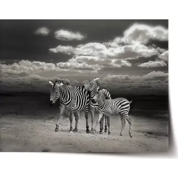Plakát Sablio Plakát Zebry - 60x40 cm
