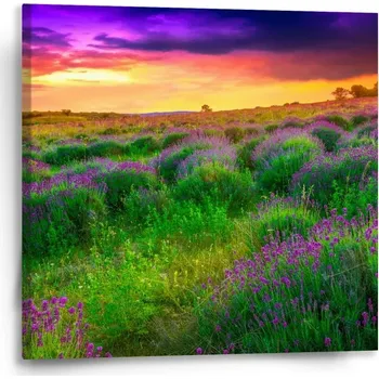 Obraz Sablio Obraz Levandulové pole - 50x50 cm