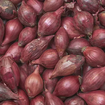 Semeno BIO Cibule Red Baron - Allium cepa - bio semena cibule - 100 ks