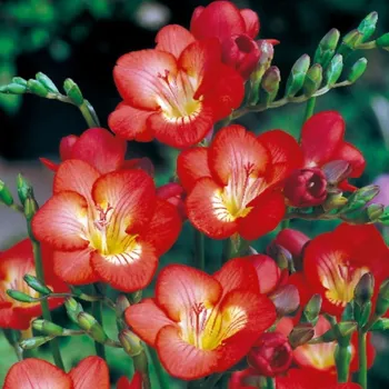 Semeno Frézie červená - Freesia - hlízy frézie - 3&nbsp;ks