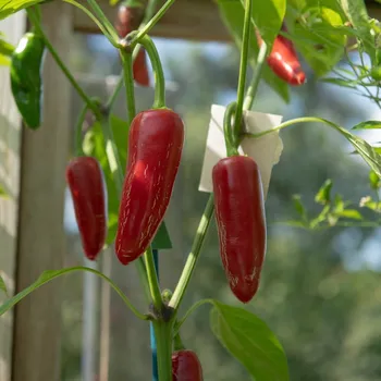 Semeno BIO Chilli Jalapeno - Capsicum annuum - bio semena chilli - 6&nbsp;ks