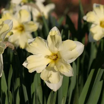 Sazenice Narcis Cassata - Narcissus - cibule narcisu - 3 ks