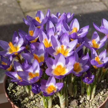 Sazenice Krokus Tricolor - Crocus sieberi - hlízy krokusu - 3 ks