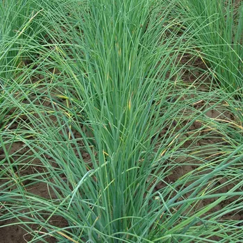 Semeno Pažitka Bohemia - Allium schoenoprasu - semena pažitky - 400 ks