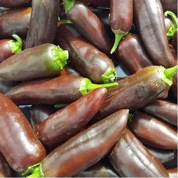 Semeno Chilli Jalapeno Brown - Capsicum annuum - semena chilli - 5 ks