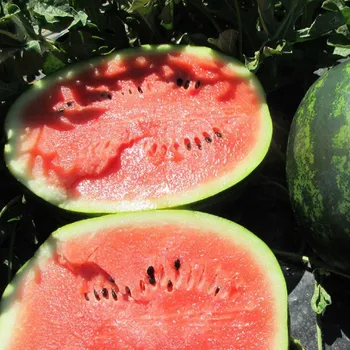 Semeno Meloun Mini Love F1 - Citrullus lanatus - semena melounu - 6 ks