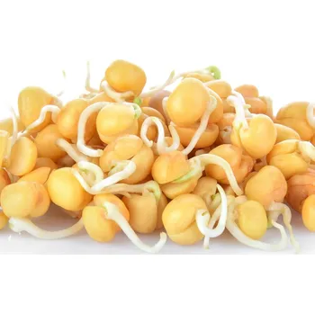 Semeno BIO Cizrna beranní - bio semena na klíčení - 200&nbsp;g