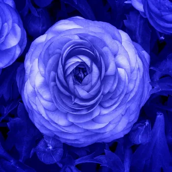 Sazenice Pryskyřník plnokvětý modrý - Ranunculus asiaticus - hlízy pryskyřníku - 3 ks