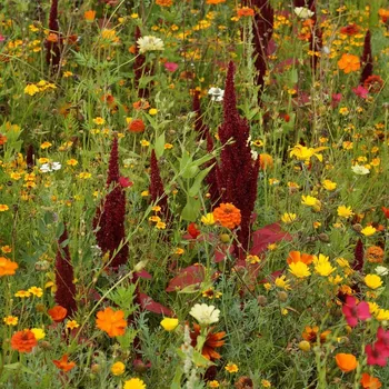 Semeno Ohnivý paprsek - semena Černý Biopro - letničková směs - 20 g