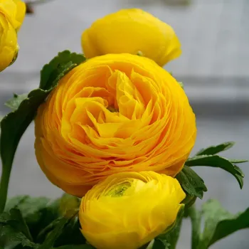 Cibulovina Pryskyřník plnokvětý žlutý - Ranunculus asiaticus - hlízy pryskyřníku - 3 ks