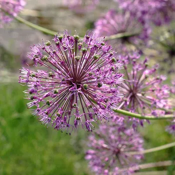 Sazenice Česnek Akbulak - Allium - cibule okrasného česneku - 3 ks
