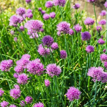 Semeno Pažitka pobřežní Splendidus - Allium schoenoprassum - semena pažitky - 200 ks