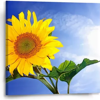 Obraz Sablio Obraz Slunečnice 2 - 50x50 cm