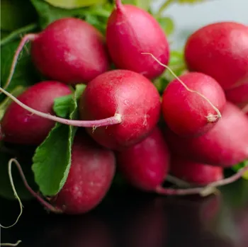 Semeno Semena ředkvičky Ester F1 - výsevný pásek - 5&nbsp;m