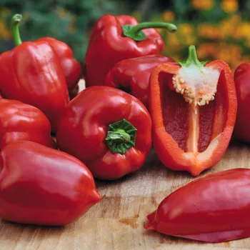 Semeno Paprika balkonová Almira Midi Red F1 - Capsicum annuum - semena papriky - 5 ks