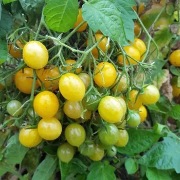 Semeno Rajče Mirabell - Solanum lycopersicum - osivo rajčat - 6 ks