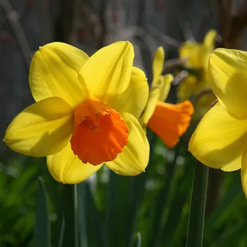 Semeno Narcis Jetfire - Narcissus L. - cibule narcisu - 3 ks