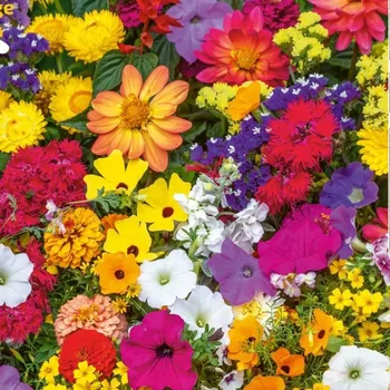 Semeno Nenáročná balkónová směs - výsevný pásek - 5&nbsp;m