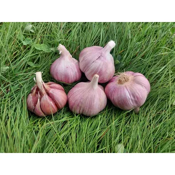 Sazenice Lihne Sadbový česnek Skalka