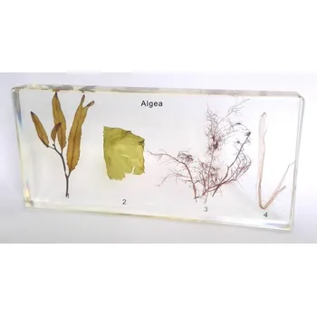 Umělé řasy Model - Řasy