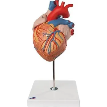 anatomický model Model - Srdce ve 2-násobné velikosti, 4-dílné