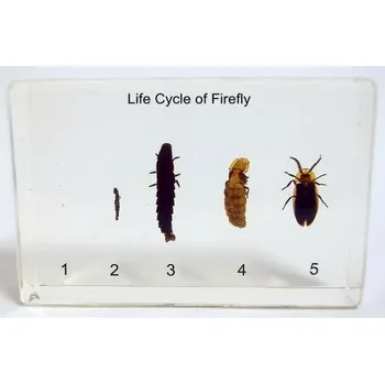 Příroda Vývoj světlušky - svatojánské mušky