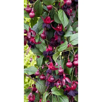 Lady In Black-mrazuvzdorná 1134 F