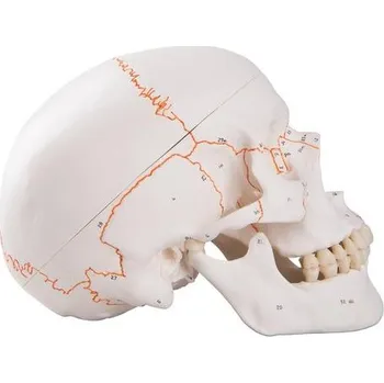 anatomický model Model - Lebka očíslovaná