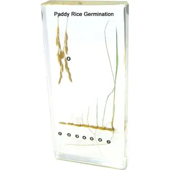 Rýže Vývoj zrnka rýže