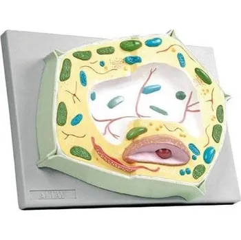 anatomický model Model rostlinné buňky 20000násobné zvětšení