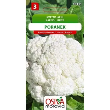 Semeno Květák Poranek (poloraný, jarní) 12/2025