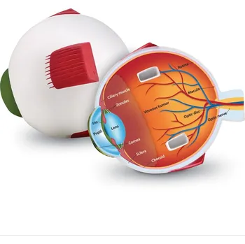 Oko - pěnový model