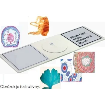 Velikonoční dekorace Preparát - Nezmar, vajíčko - příčný řez