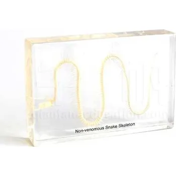 anatomický model Kostra hada