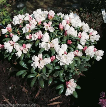Semeno Rododendron yakushimanum 'Schneekissen' kontejner