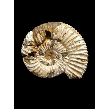 Přírodní kámen Amonit 4,9cm – Madagaskar