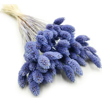 mech-mech.cz Sušený Phalaris - Světle modrý