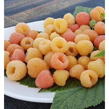 Sazenice Maliník oranžový ´VALENTINA®´ 20-30 cm, kont. 1 l