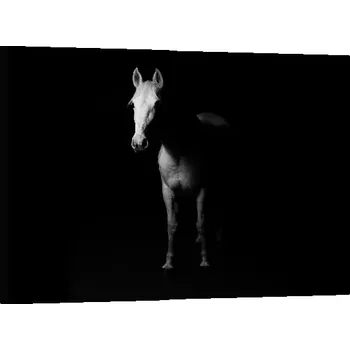 Obraz Sablio Obraz Kůň ve stínu - 120x80 cm