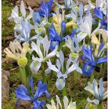 Semeno Nízké kosatce směs - Iris reticulata - cibulky kosatce - 5 ks