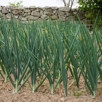 Semeno Cibule zimní - Česnek ošlejch - Allium fistulosum - osivo cibule - 120 ks
