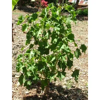 Semeno JATROPHA curcas "Barbadoský oříšek" 5 semen