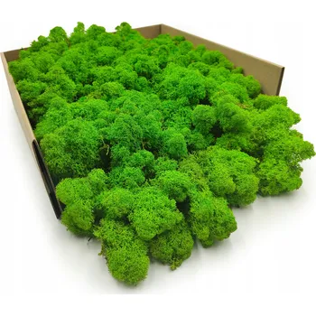 Obraz Očištěný finský mech chrobotek 500g dekorativní prémiový světle zelený