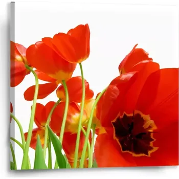 Obraz Sablio Obraz Tulipány - 50x50 cm