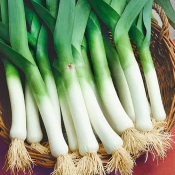 Semeno Pór Odrín F1 - Allium porrum - semena póru - 70 ks