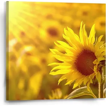 Obraz Sablio Obraz Slunečnice 3 - 50x50 cm